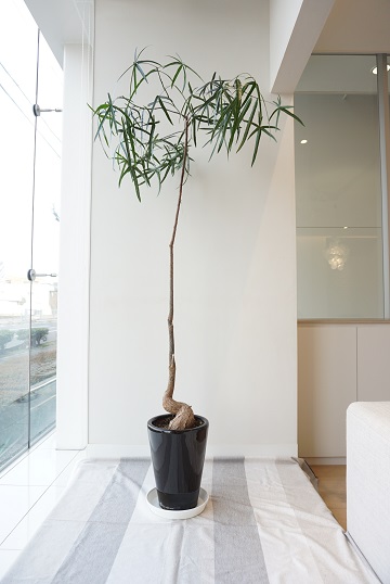 Wako 和光地所 観葉植物 販売 暮らしに緑を