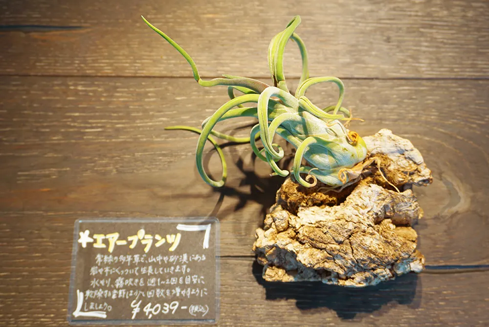 エアープランツ値段