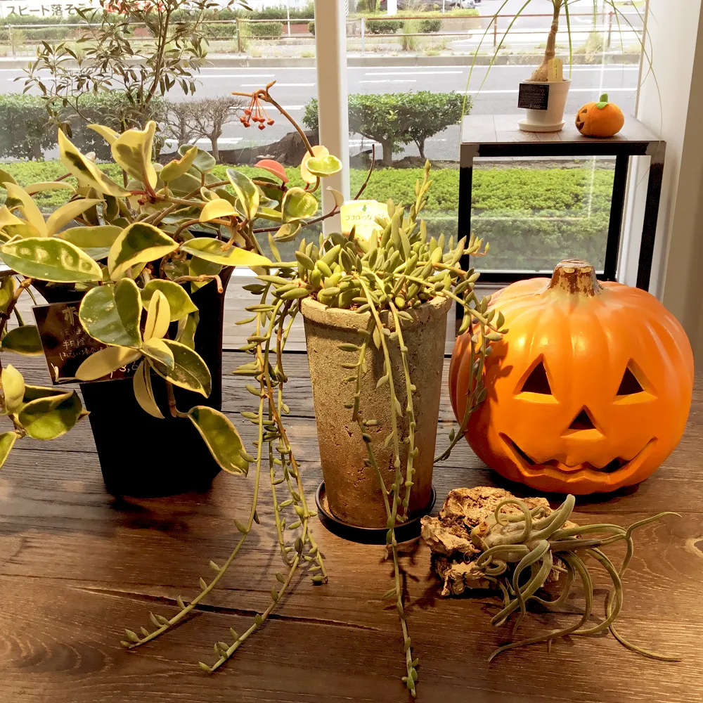 ハロウィン