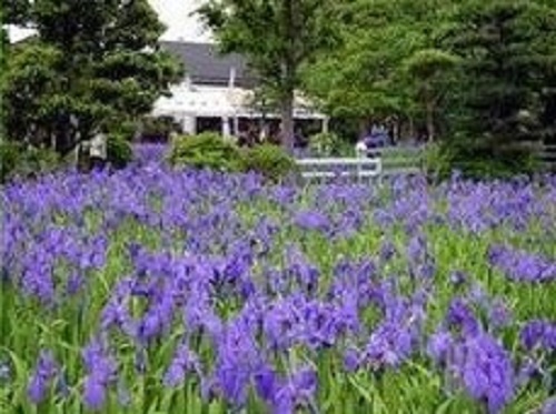 八橋かきつばた園